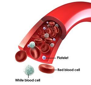 Blood Cells